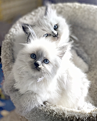 Blue point kittens